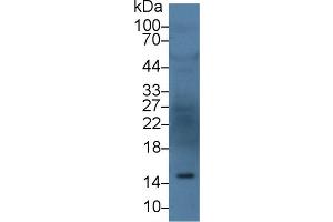Western Blot; Sample: Human Serum; Primary Ab: 3µg/ml Rabbit Anti-Human ANG Antibody Second Ab: 0. (ANG Antikörper  (AA 25-147))