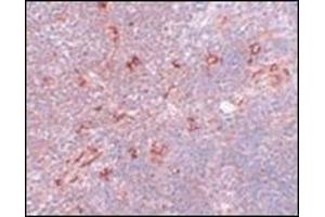 Immunohistochemistry of NAT11 in mouse thymus tissue with this product at 5 μg/ml. (NAA40 Antikörper  (C-Term))