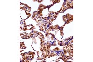 WNT3A Antibody immunohistochemistry analysis in formalin fixed and paraffin embedded human placenta tissue followed by peroxidase conjugation of the secondary antibody and DAB staining. (WNT3A Antikörper  (AA 151-180))