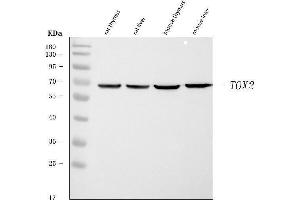 Western blot analysis of TOX2 using anti-TOX2 antibody (ABIN7601667).