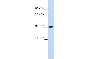 WB Suggested Anti-TFB1M Antibody Titration:  0.