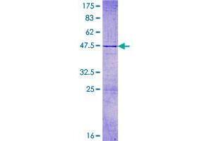 WWC1 Protein (AA 1-172) (GST tag)