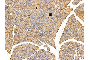 Arc Antibody at 1/100 staining Rat pancreatic tissue by IHC-P. (Arc Antikörper  (Internal Region))