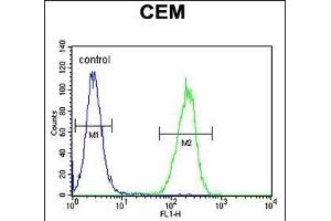 ZMYND10 Antibody (Center) (ABIN656033 and ABIN2845406) flow cytometric analysis of CEM cells (right histogram) compared to a negative control cell (left histogram). (ZMYND10 Antikörper  (AA 321-348))