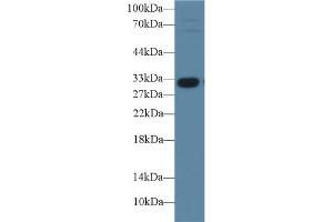 Western Blot; Sample: Porcine Liver lysate; Primary Ab: 1µg/ml Rabbit Anti-Porcine IGFBP1 Antibody Second Ab: 0. (IGFBPI Antikörper  (AA 112-262))