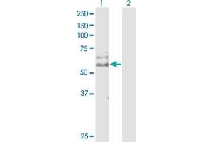 Western Blot analysis of CDC14B expression in transfected 293T cell line by CDC14B MaxPab polyclonal antibody. (CDC14B Antikörper  (AA 1-471))