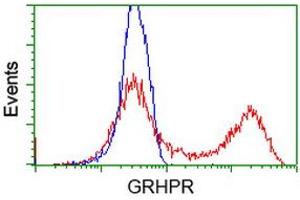 HEK293T cells transfected with either RC200963 overexpress plasmid (Red) or empty vector control plasmid (Blue) were immunostained by anti-GRHPR antibody (ABIN2453973), and then analyzed by flow cytometry. (GRHPR Antikörper)
