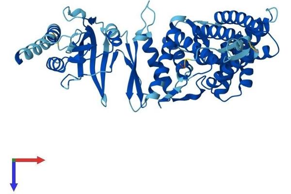 CCT6B Protein (AA 1-530) (His tag)