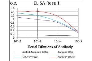 Black line: Control Antigen (100 ng), Purple line: Antigen(10 ng), Blue line: Antigen (50 ng), Red line: Antigen (100 ng), (MLXIPL Antikörper  (AA 18-143))