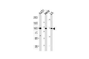 HSP90AB1 Antibody (Center) (ABIN392346 and ABIN2841985) western blot analysis in A431,Hela,L6 cell line lysates (35 μg/lane).