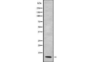 Western blot analysis GNG12 using COS7 whole cell lysates