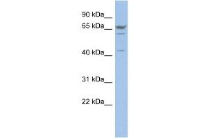 WB Suggested Anti-P2RX2 Antibody Titration:  0. (P2RX2 Antikörper  (N-Term))