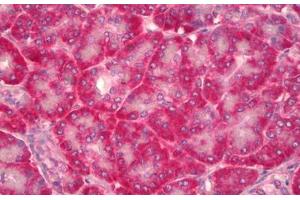 Anti-NOV / CCN3 antibody IHC staining of human pancreas. (NOV Antikörper)