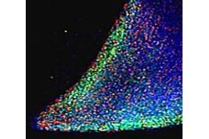 ABIN185444 (5 μg/mL) staining (green) parts of a colony of induced pluriform stem cells derived from Human Keratinocytes. (Nanog Antikörper  (Internal Region))