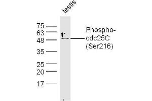 Mouse testis lysates probed with Rabbit Anti-cdc25C (Ser216) Polyclonal Antibody, Unconjugated  at 1:500 for 90 min at 37˚C. (CDC25C Antikörper  (pSer216))