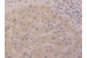 IHC-P analysis of Human Liver Tissue, with DAB staining. (DDO Antikörper  (AA 117-199))