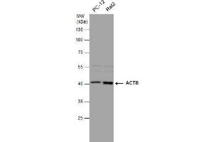 WB Image beta Actin antibody detects beta Actin protein by western blot analysis. (beta Actin Antikörper  (C-Term))
