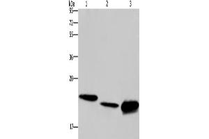 Western Blotting (WB) image for anti-Interleukin 19 (IL19) antibody (ABIN2433193)