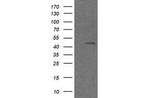 Image no. 2 for anti-Chromogranin A (CHGA) antibody (ABIN1497509) (Chromogranin A Antikörper)