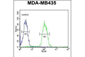 Flow cytometric analysis of MDA-MB435 cells (right histogram) compared to a negative control cell (left histogram). (DHRS7 Antikörper  (N-Term))