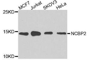 Western blot analysis of extracts of various cell lines, using NCBP2 antibody. (NCBP2 Antikörper  (AA 1-156))