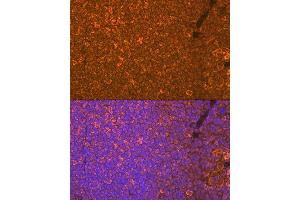 Immunofluorescence (IF) image for anti-Oncostatin M (OSM) antibody (ABIN7269099)