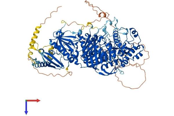 PLD1 Protein (AA 1-1074) (His tag)