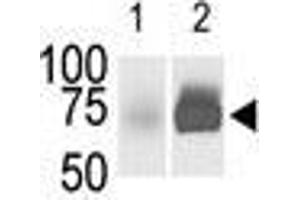 The anti-SphK2 Pab is used in Western blot (Lane 1) to detect c-myc-tagged SphK2 in transfected 293 cell lysate (a c-myc antibody is used as control in Lane 2). (SPHK2 Antikörper  (C-Term))