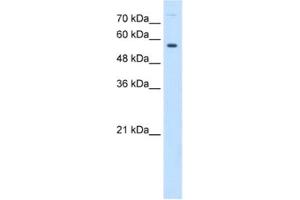 Western Blotting (WB) image for anti-Butyrophilin, Subfamily 1, Member A1 (BTN1A1) antibody (ABIN2462832) (BTN1A1 Antikörper)