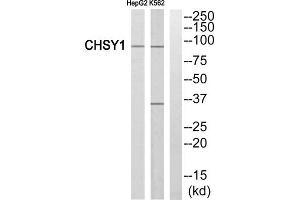 Western blot analysis of extracts from HepG2 cells and K562 cells, using CHSY1 antibody. (CHSY1 Antikörper  (Internal Region))
