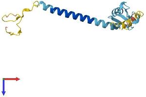 RNF122 Protein (AA 1-155) (His tag)