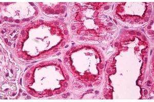 Anti-PPP1R10 antibody IHC staining of human kidney. (PPP1R10 Antikörper  (AA 661-929))