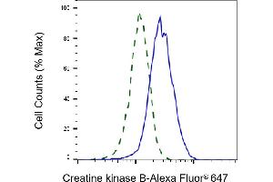 Validation of Creatine kinase B knockdown using flow cytometry. (Rekombinanter CKB Antikörper)