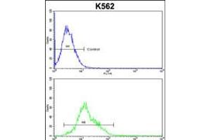 Flow cytometric analysis of k562 cells (bottom histogram) compared to a negative control cell (top histogram). (AMPD2 Antikörper  (AA 187-217))
