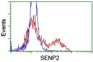 Image no. 2 for anti-SUMO1/sentrin/SMT3 Specific Peptidase 2 (SENP2) (AA 139-523) antibody (ABIN1490924) (SENP2 Antikörper  (AA 139-523))