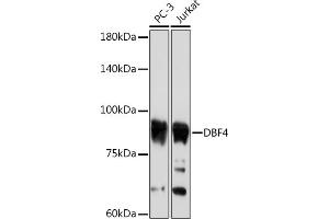 Western blot analysis of extracts of various cell lines, using DBF4 Rabbit mAb (ABIN7266677) at 1:1000 dilution. (DBF4 Antikörper)