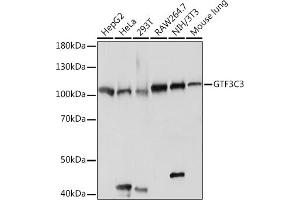 Western blot analysis of extracts of various cell lines, using GTF3C3 Rabbit pAb (ABIN7267374) at 1:2000 dilution.