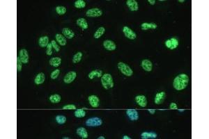 Immunofluorescence (IF) image for anti-THO Complex 4 (THOC4) antibody (ABIN7261904)