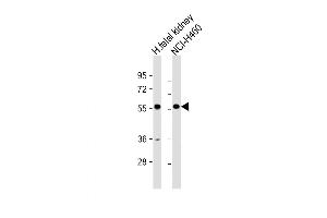 Western Blot at 1:1000 dilution Lane 1: human fetal kidney lysate Lane 2: NCI-H460 whole cell lysate Lysates/proteins at 20 ug per lane. (XKRX Antikörper  (C-Term))