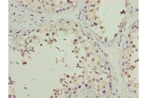 Immunohistochemistry of paraffin-embedded human testis tissue using ABIN7165927 at dilution of 1:100 (CPI-17 Antikörper  (Regulatory Subunit 14A))