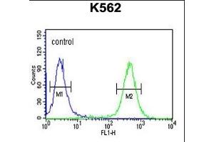 ATP4B Antibody (N-term) (ABIN651374 and ABIN2840208) flow cytometric analysis of K562 cells (right histogram) compared to a negative control cell (left histogram). (ATP4b Antikörper  (N-Term))