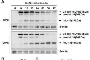 Western Blotting (WB) image for anti-Actin, beta (ACTB) (AA 1-50) antibody (ABIN724340)