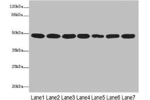 Western blot All lanes: COPS3 antibody at 3. (COPS3 Antikörper  (AA 194-423))