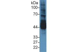 Western Blot; Sample: Mouse Testis lysate; Primary Ab: 3µg/ml Rabbit Anti-Mouse NEK2 Antibody Second Ab: 0.
