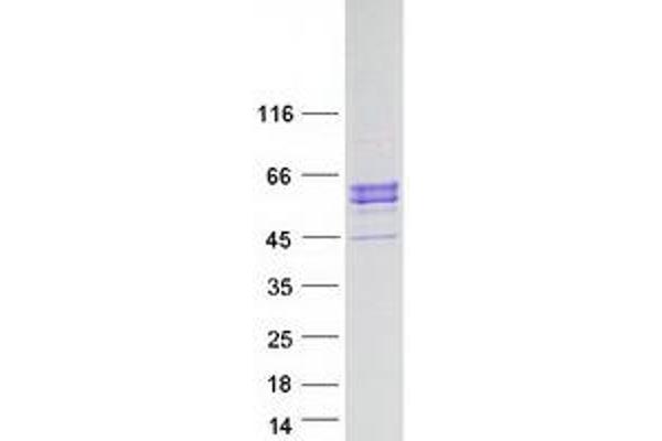 ITPKA Protein (Myc-DYKDDDDK Tag)