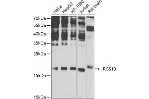Western blot analysis of extracts of various cell lines, using RGS10 antibody (ABIN6131984, ABIN6146912, ABIN6146913 and ABIN6225281) at 1:1000 dilution. (RGS10 Antikörper  (AA 1-181))