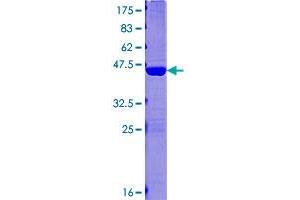 LC3C Protein (AA 1-147) (GST tag)