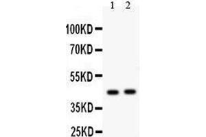 Anti- E2F4 antibody, Western blotting All lanes: Anti E2F4  at 0. (E2F4 Antikörper  (Middle Region))