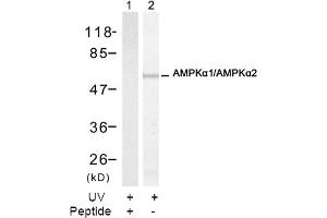 Image no. 2 for anti-Protein Kinase, AMP-Activated, alpha 1 Catalytic Subunit (PRKAA1) (Thr174) antibody (ABIN197410) (PRKAA1 Antikörper  (Thr174))