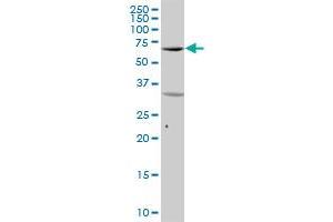 SYK MaxPab polyclonal antibody. (SYK Antikörper  (AA 1-635))